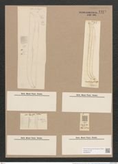 Pleurosigma balticum (Ehr.) W.Sm. (de-Toni-Nr.: Genus 13, Species 1063) Zeichnungen Sammlung Grunow Nr. 1918 (NHMW-BOT-W0369044)